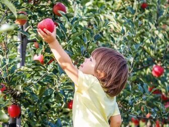 Apple and berry picking
