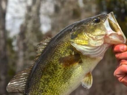 Largemouth bass fishing on Lake Eugenia